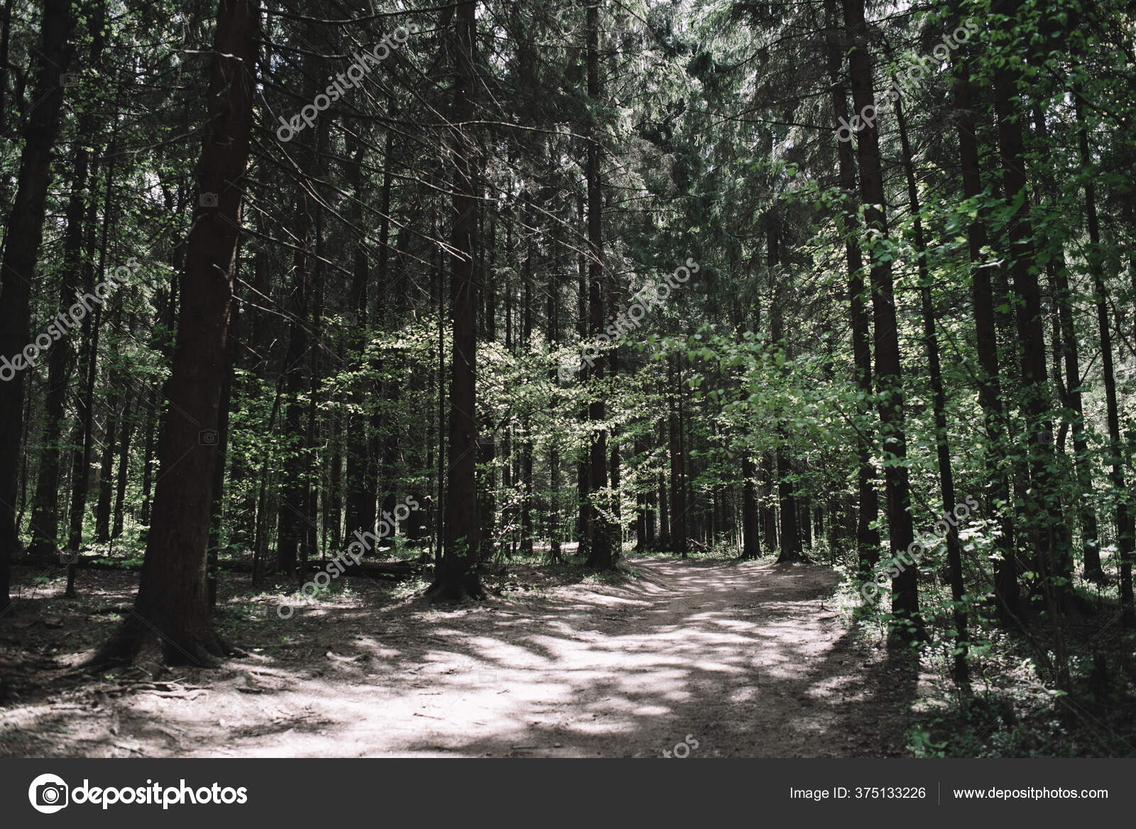 Sunlight Passes Dark Green Forest Illuminates Forest Path Dark Forest —  Stock Photo © minyazeva555 #375133226, image size:1600x1168