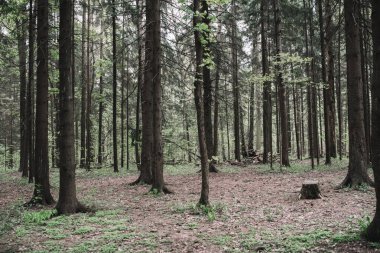 Güneş ışığı koyu yeşil bir ormandan geçer ve bir orman yolunu aydınlatır. Karanlık orman geçmişi. Orman ağaçları.