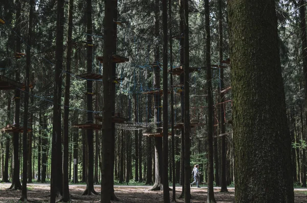 Çam ormanındaki ip parkı. Aktif yaşam tarzı. Engeller kavramı