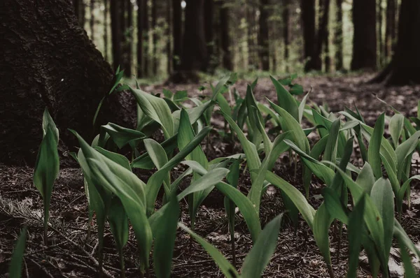 Bahar ormanlarındaki vadinin taze yeşil yaprakları. Parlak güneşli bahar doğa orman manzarası. Vahşi, el değmemiş orman doğası. Yeşil arka plan. Doğa, ekoloji. Yakın plan. Çiçek arka planı.