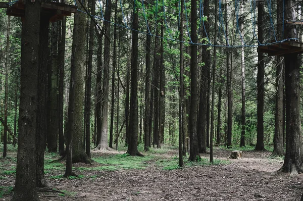 Güneş ışığı koyu yeşil bir ormandan geçer ve bir orman yolunu aydınlatır. Karanlık orman geçmişi. Orman ağaçları.