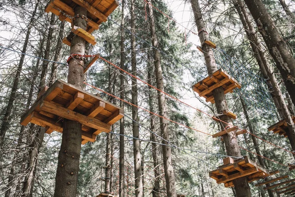 Çam ormanındaki ip parkı. Aktif yaşam tarzı. Engeller kavramı