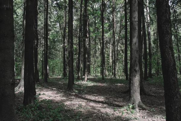 Güneş ışığı koyu yeşil bir ormandan geçer ve bir orman yolunu aydınlatır. Karanlık orman geçmişi. Orman ağaçları.