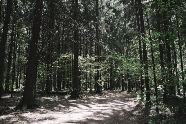 Sunlight passes through a dark green forest and illuminates a forest path. Dark forest background. Forest trees.
