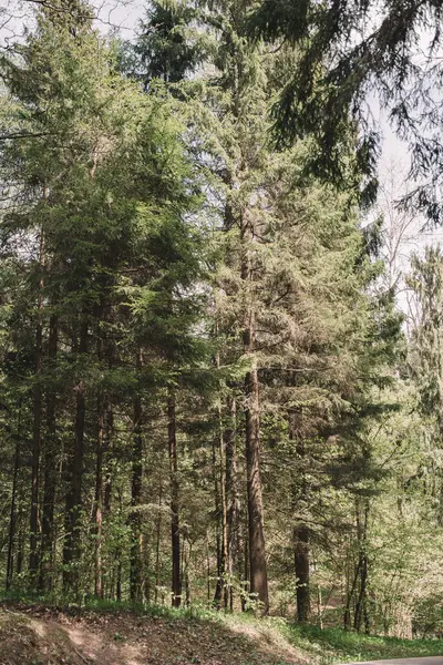 Güneşli bir günde yeşil yaz ormanı. Orman doğası