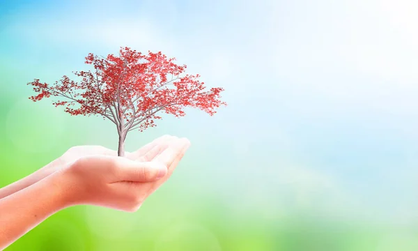 Concepto Del Día Tierra Manos Sosteniendo Planta Grande Sobre Fondo — Foto de Stock