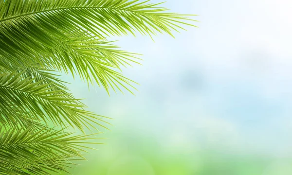 地球日的概念 自然天空中的绿色棕榈树叶子 — 图库照片