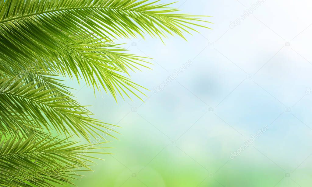Earth day concept:  green palm tree leaves on natural sky