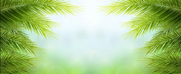 Earth Day Concept Green Palm Tree Leaves Natural Sky — Stock Photo, Image