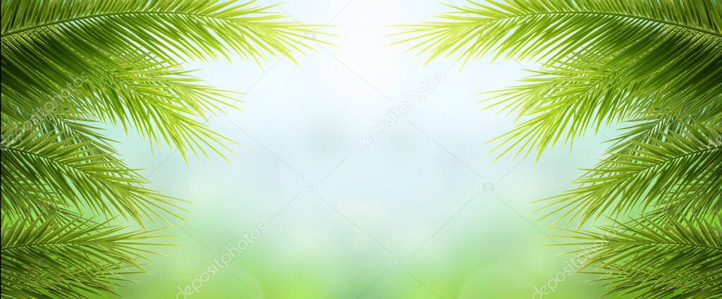 Earth day concept:  green palm tree leaves on natural sky