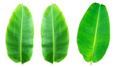 Dünya Çevre Günü kavramı: muz yaprağı beyaz arkaplanda izole edilmiş