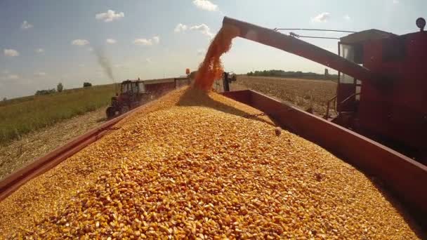 Landbouwmachines in actie tijdens de oogst van de maïs — Stockvideo