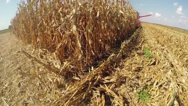 Cosechadora que trabaja en un campo de maíz — Vídeo de stock