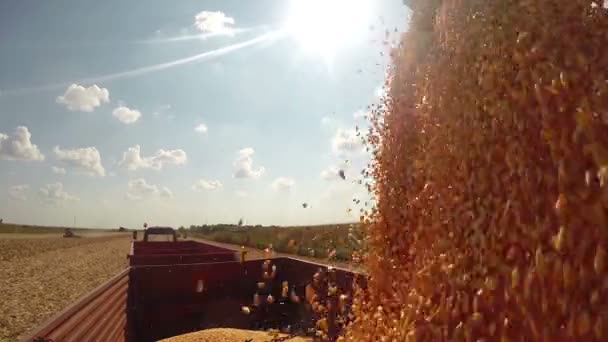 Ziarna kukurydzy dumpingu z Kombajn zbożowy do przyczepy ciągnika — Wideo stockowe