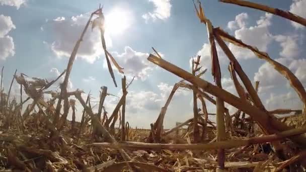 A mező kukorica tarló után betakarítás kilátás alulról — Stock videók