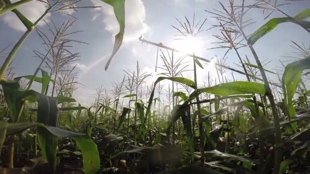 Green Corn Field With Sprinkler Spraying Water — Stock Video