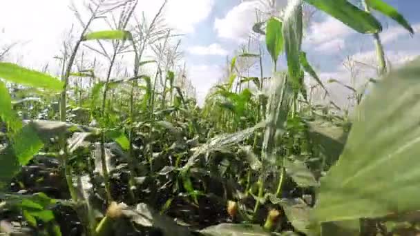 Campo de maíz verde maduro — Vídeos de Stock