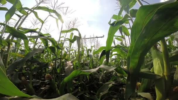 Maisfeld mit landwirtschaftlichem Bewässerungssystem — Stockvideo