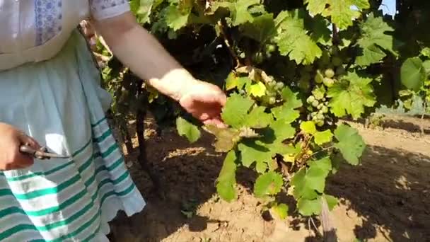 Mujer cortando uvas blancas con poda — Vídeo de stock