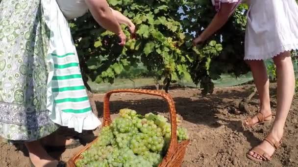 Пожилые и молодые женщины за работой в винограднике — стоковое видео