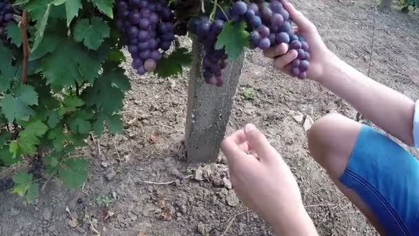 Młody chłopak zwracając uwagę winogron w winnicy — Wideo stockowe