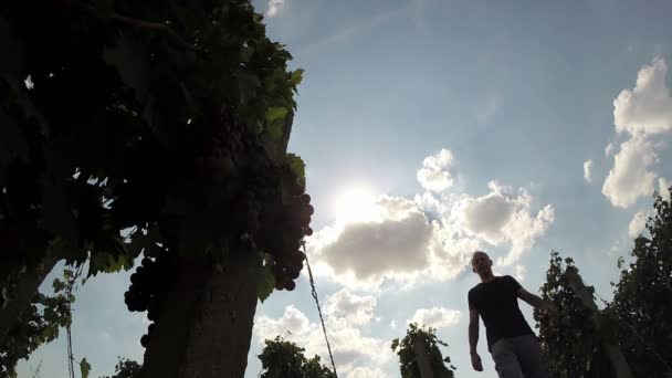 Winemaker veya bağ dikkat çekici şarap tüccarı — Stok video