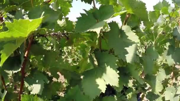Rijpe zwarte druiven in de wijngaard — Stockvideo
