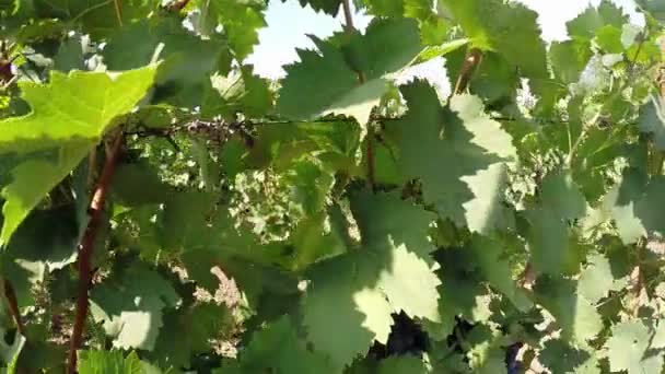 Reife schwarze Trauben im Weinberg — Stockvideo