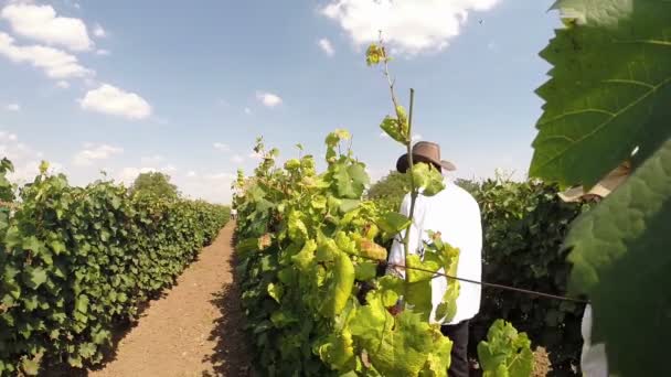 Aradac, SERBIA- Setembro 2016: Colheita de Uvas — Vídeo de Stock