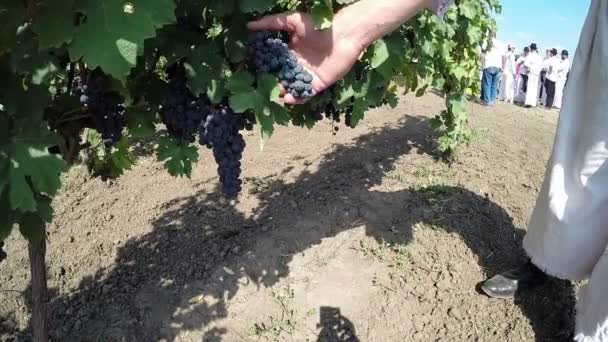 Aradac, SERBIA- September 2016: Grape Harvest — Stock Video