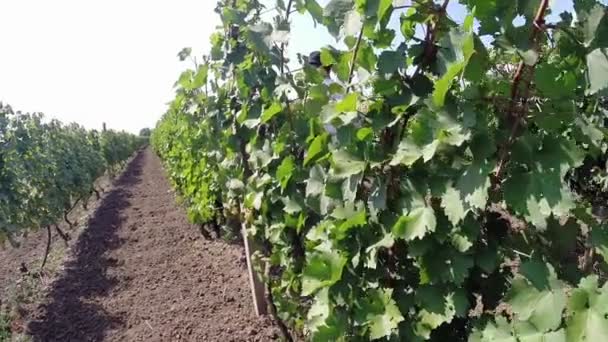 Aradac, Sırbistan-Eylül 2016: Üzümler vaktinden önce hasat — Stok video