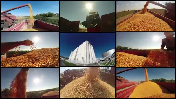 Récolte Maïs Récolte Maïs Dans Des Situations Différentes Concept Agriculture — Video