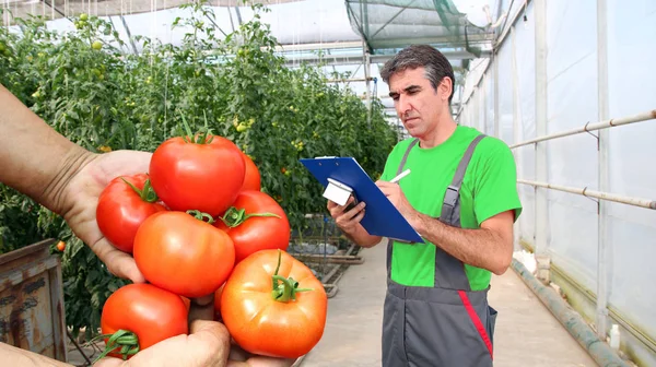 Organic Greenhouse Vegetable Production Quality Control Worker Clipboard Inspecting Freshly — Stock Photo, Image