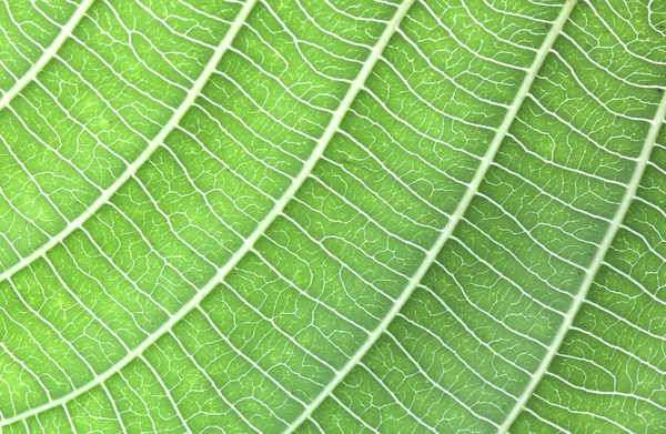 Background green leaves — Stock Photo, Image