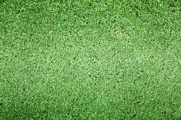 高尔夫球场绿色草坪 — 图库照片
