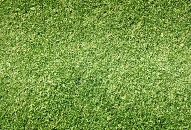 Golf sahaları yeşil çim