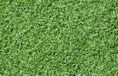 Golf sahaları yeşil çim