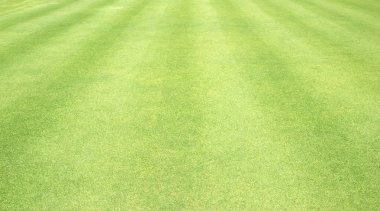 arka plan Golf sahaları yeşil çim çimen
