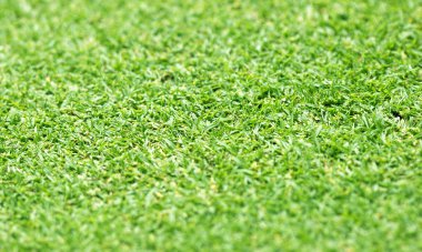 Yeşil çim arka plan bulanıklık.