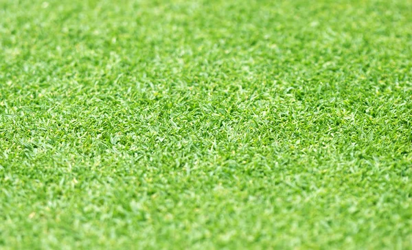 Green grass background blur. — Stock Photo, Image