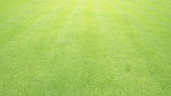 Fond d'herbe Terrains de golf pelouse verte — Photo
