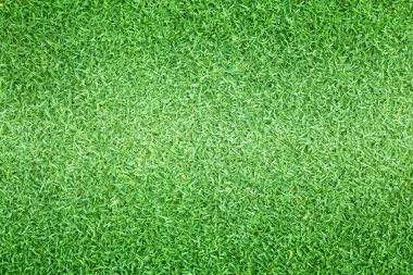 çim arka plan yeşil çim