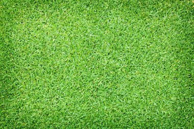 çim arka plan yeşil çim