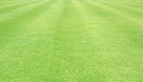 Gras achtergrond groen gazon — Stockfoto