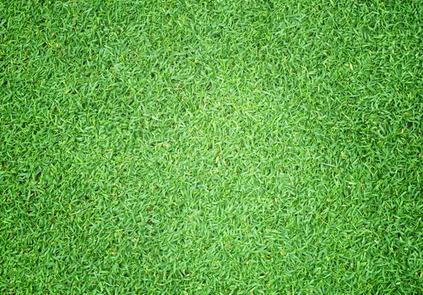 草の背景の緑の芝生 — ストック写真