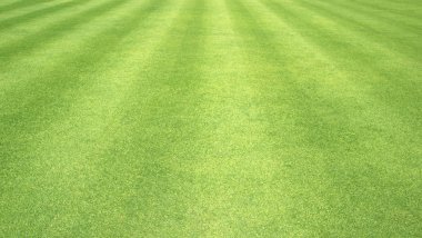 arka plan Golf sahaları yeşil çim çimen