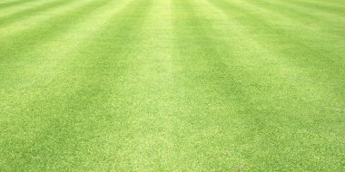arka plan Golf sahaları yeşil çim çimen