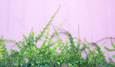 Duvardaki Yeşil Sarmaşık Bitkisi