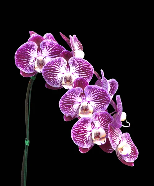 Růžový pruhovaný orchidej květina — Stock fotografie