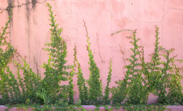 Green Creeper Planta na parede — Fotografia de Stock